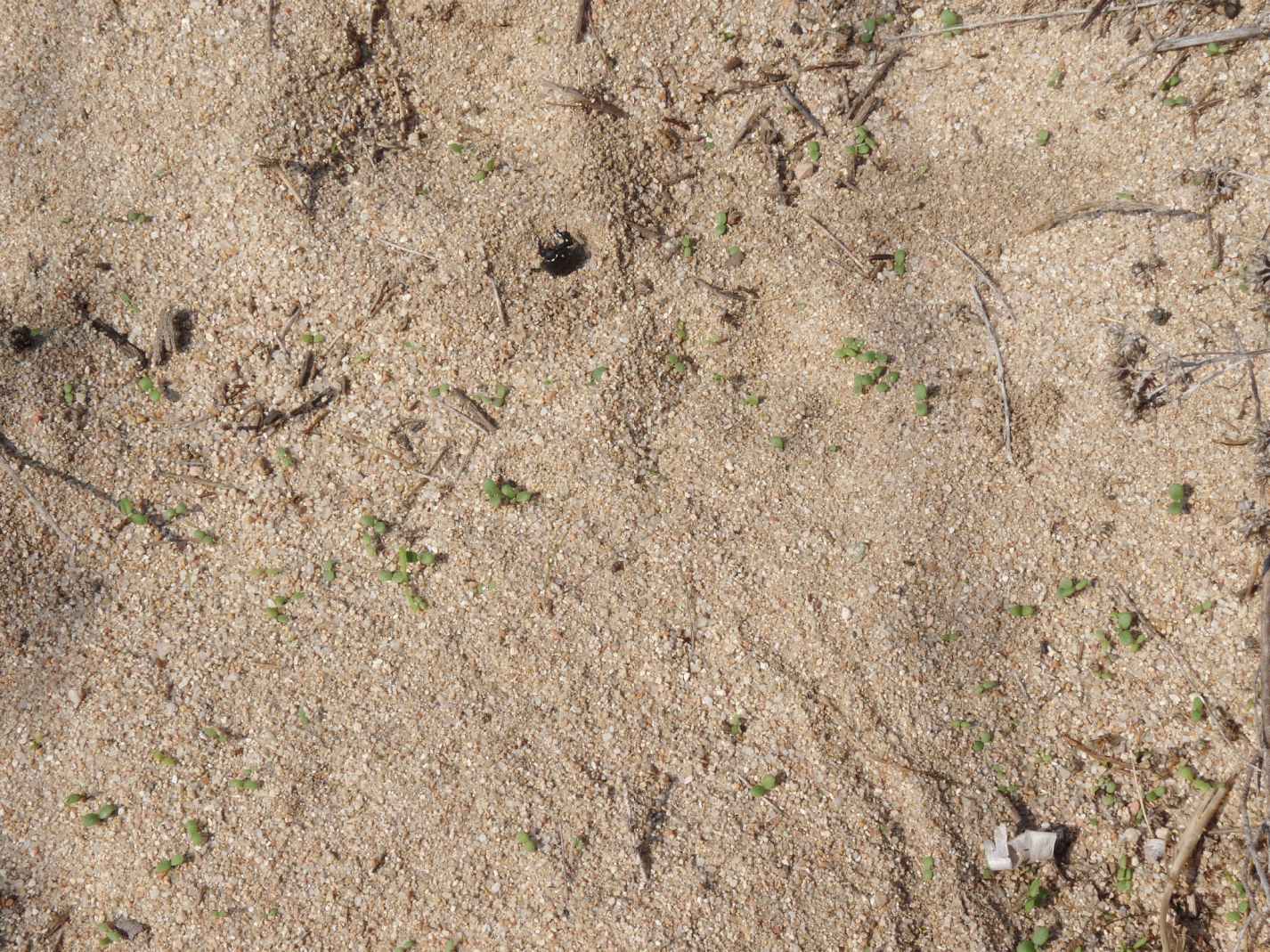 [Acanthaclisis occitanica larva] Tagliole nella sabbia